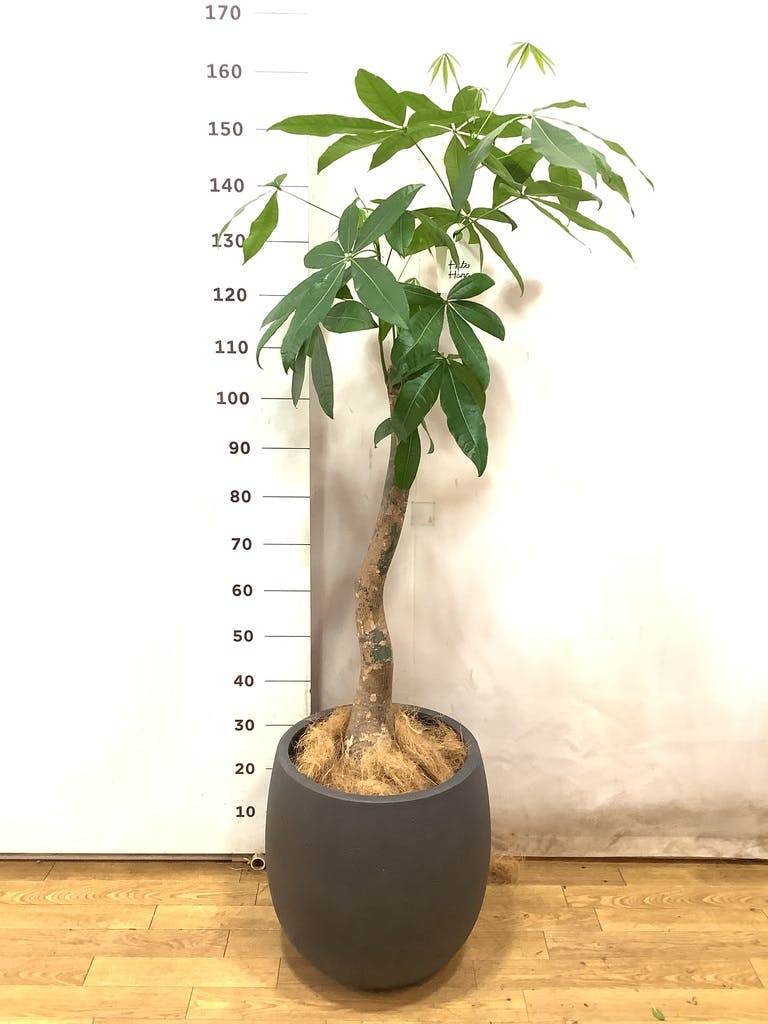 パキラ 観葉植物 パキラ 8号 曲り ライム ドゥオ ユーポット＆ソーサー