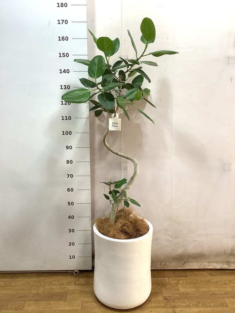 観葉植物 フィカス ベンガレンシス 8号 曲り バスク ミドル ホワイト