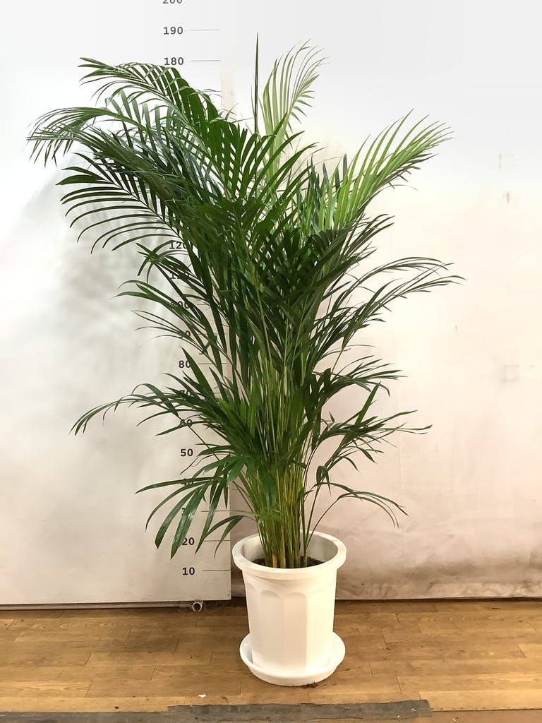 観葉植物 アレカヤシ 10号 プラスチック鉢 | 観葉植物ならHitoHana