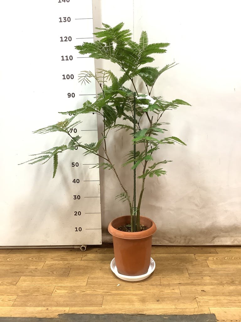 エバーフレッシュ ８号140cm S-shaped 観葉植物 エバーフレッシュ 8号 曲り アートストーン ラウンド