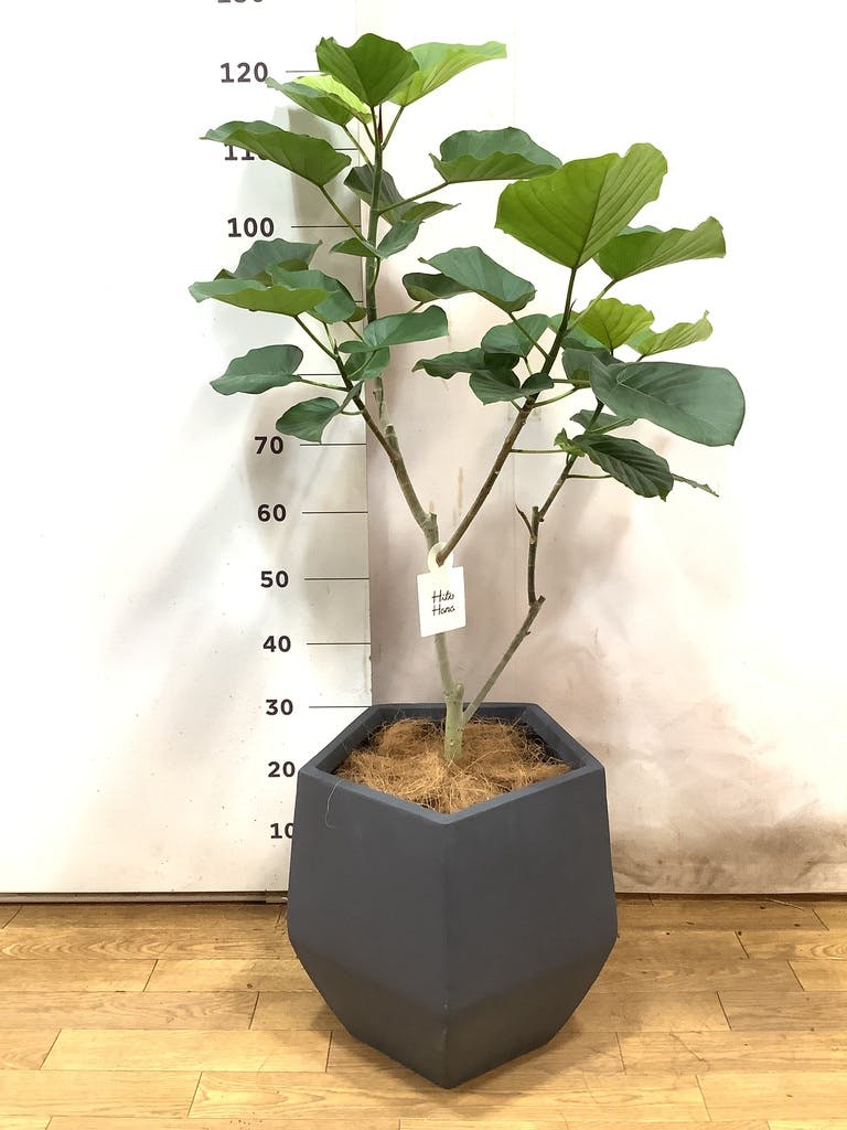 観葉植物 フィカス ウンベラータ 8号 ノーマル ファイバークレイ