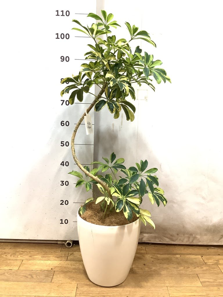観葉植物 シェフレラ（カポック） 7号 ハッピーイエロー 曲り