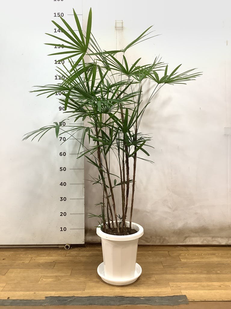 観葉植物 シュロチク（棕櫚竹） 8号 ベータ キューブプランター ウッド