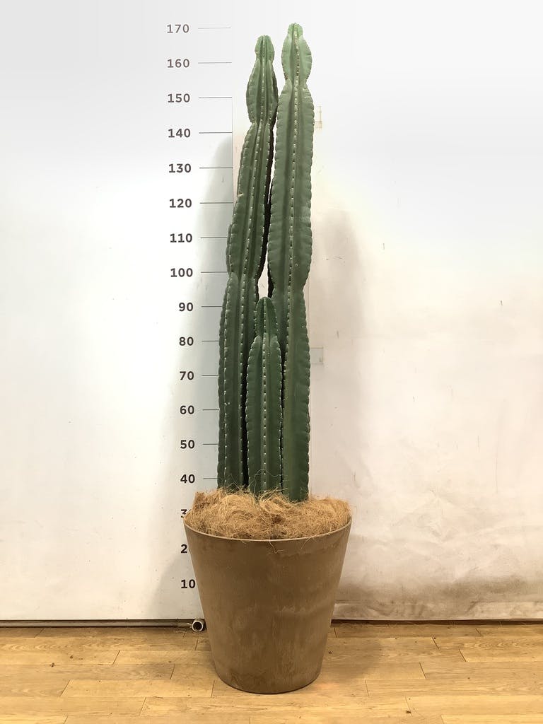 観葉植物 柱サボテン 10号 ベータ キューブプランター 付き
