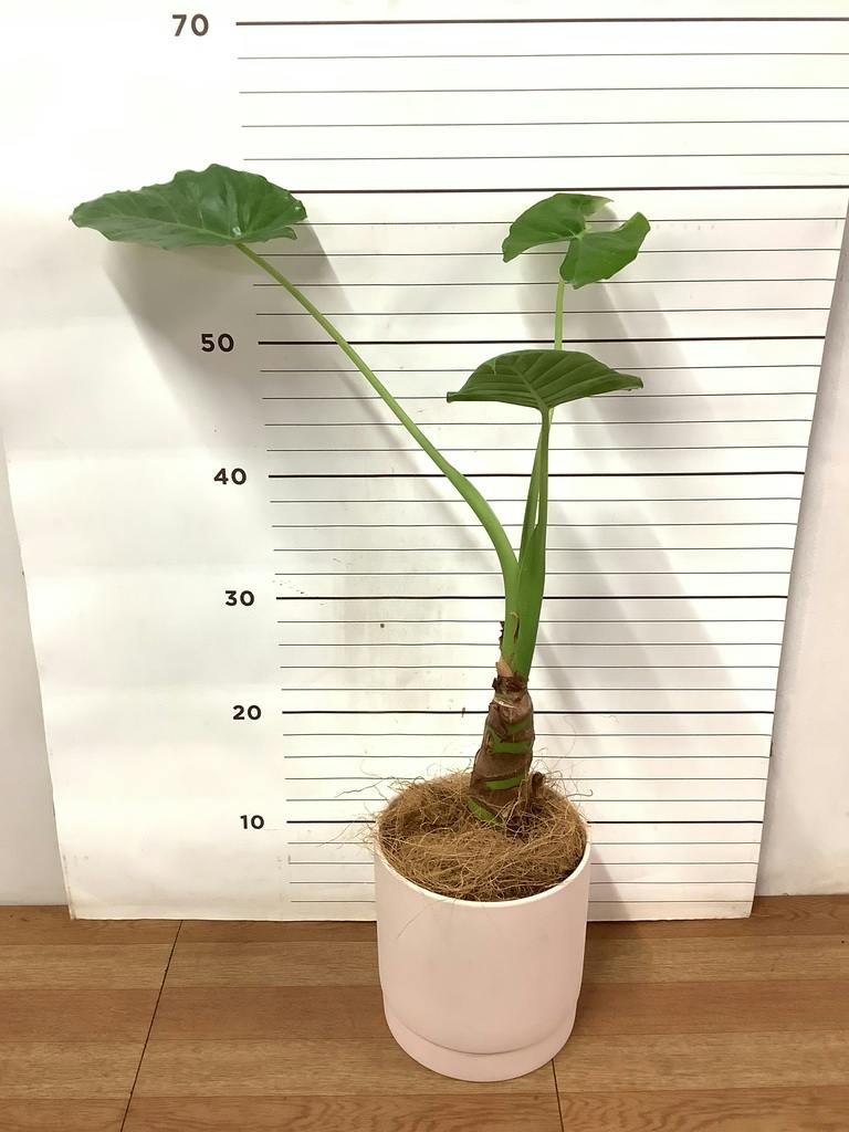 アロカシア 4号 | 観葉植物の通販ならHitoHana（ひとはな）