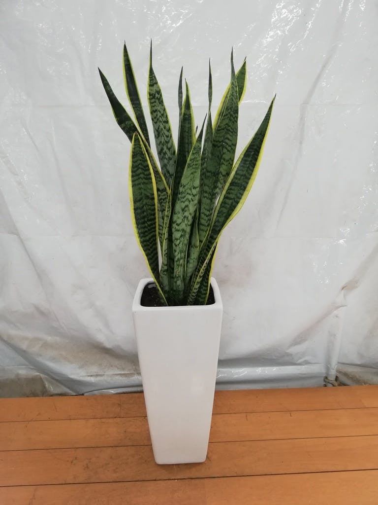サンスベリア 7号 | 観葉植物 | インテリアやギフトに - Hitohana