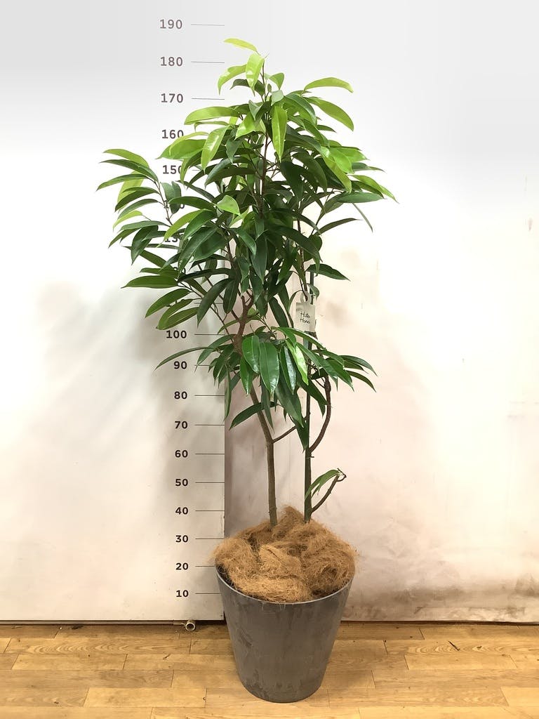 フィカス アムステルキング 10号 | 観葉植物通販HitoHana(ひとはな)