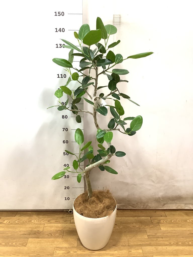 フィカス ベンガレンシス 10号 | 観葉植物通販 Hitohana（ひとはな）