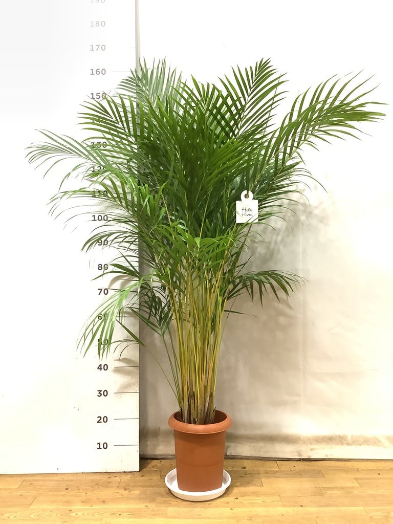 観葉植物 アレカヤシ 8号 プラスチック鉢 | 観葉植物なら