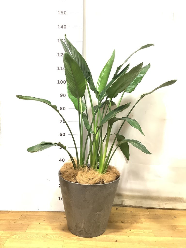 観葉植物 ストレリチア レギネ 10号 LushBasket(ラッシュバスケット