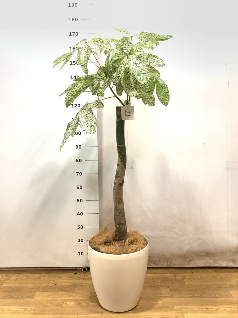 観葉植物 パキラ 10号 朴 斑入り ラスターポット 付き | 観葉植物なら