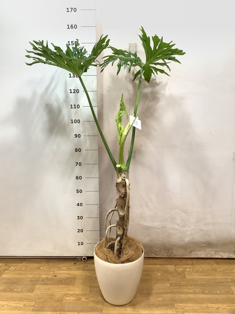 観葉植物 フィロデンドロン 8号 セローム ヒトデカズラ 根あがり