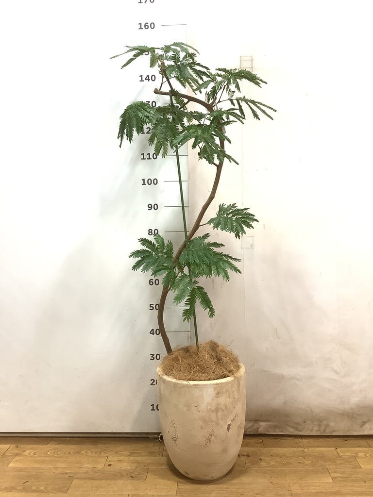 観葉植物 エバーフレッシュ 8号 曲り エコストーンwhite 付き