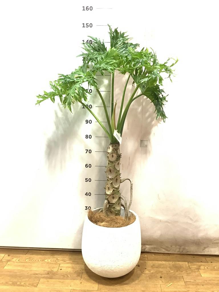 フィロデンドロン　セローム /ヒトデカズラ 観葉植物 フィロデンドロン 8号 セローム ヒトデカズラ 根あがり エコ