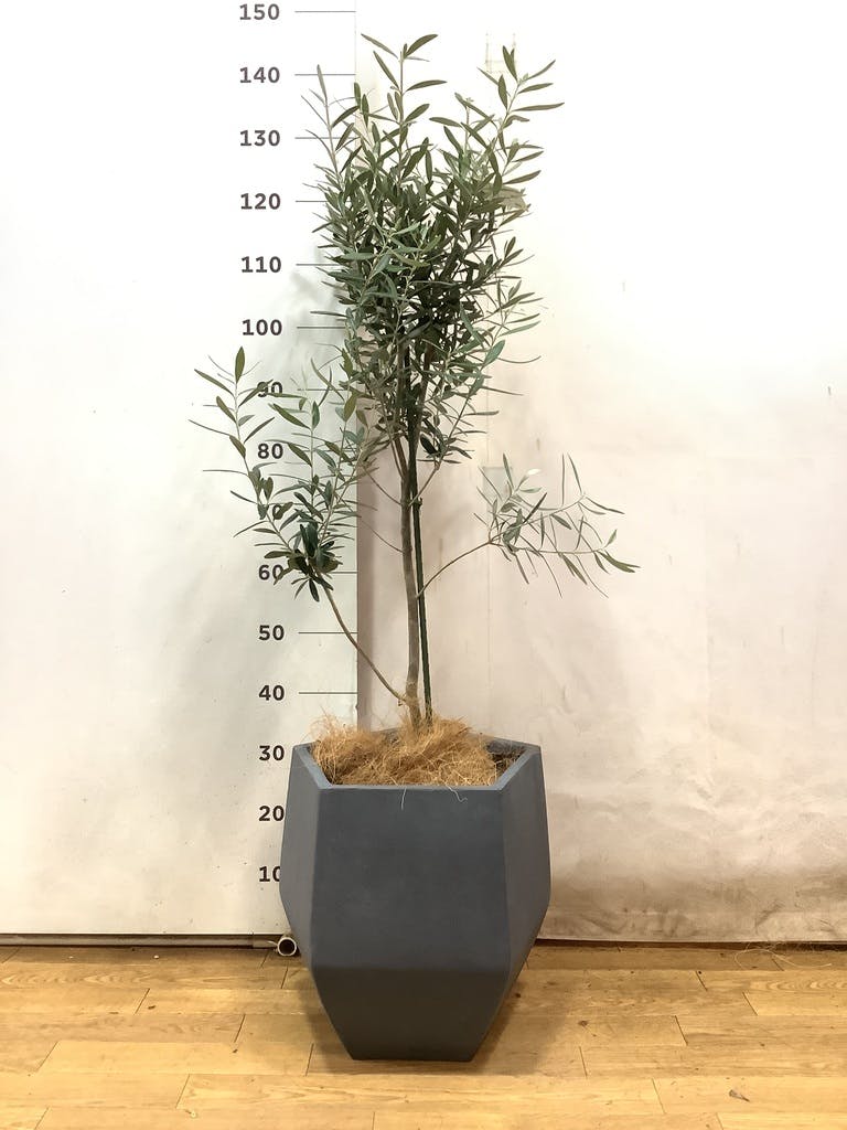 観葉植物 オリーブ 8号 チプレッシーノ ファイバークレイ Gray 付き
