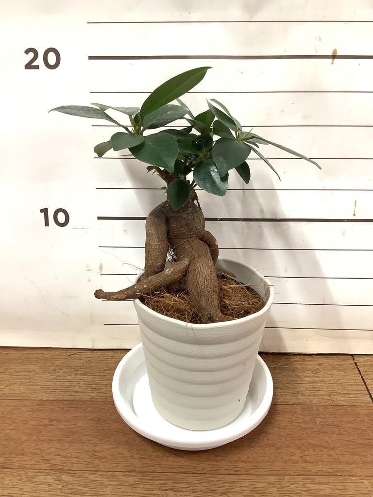 帯付き　ガジュマルの樹の下で ジャアバーボンズ | USENで聴いたことある人❓✋ めっちゃ流れて