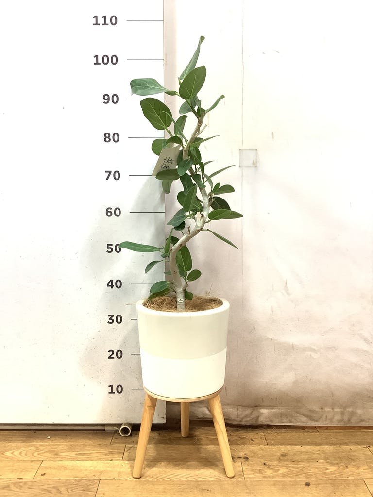 フィカス ベンガレンシス 5号 | 観葉植物通販 HitoHana（ひとはな）