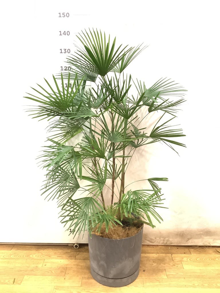 観葉植物 ウンナンシュロチク（雲南棕櫚竹） 8号 インティ シリンダー