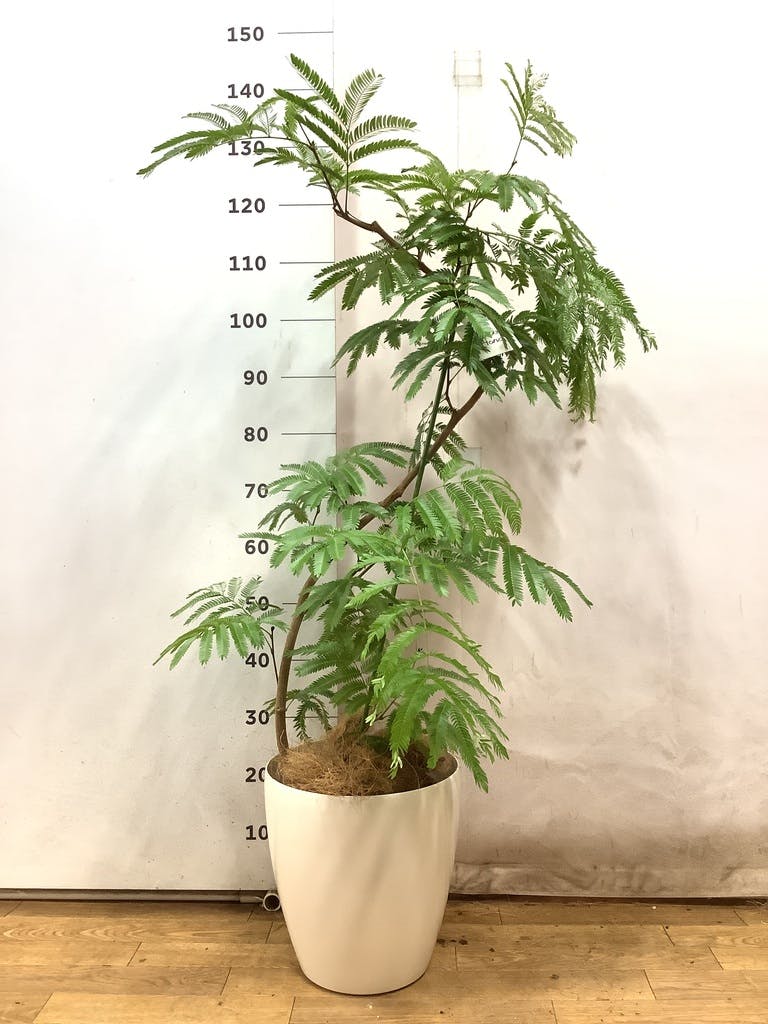 エバーフレッシュ 8号 | 観葉植物 | インテリアやギフトに