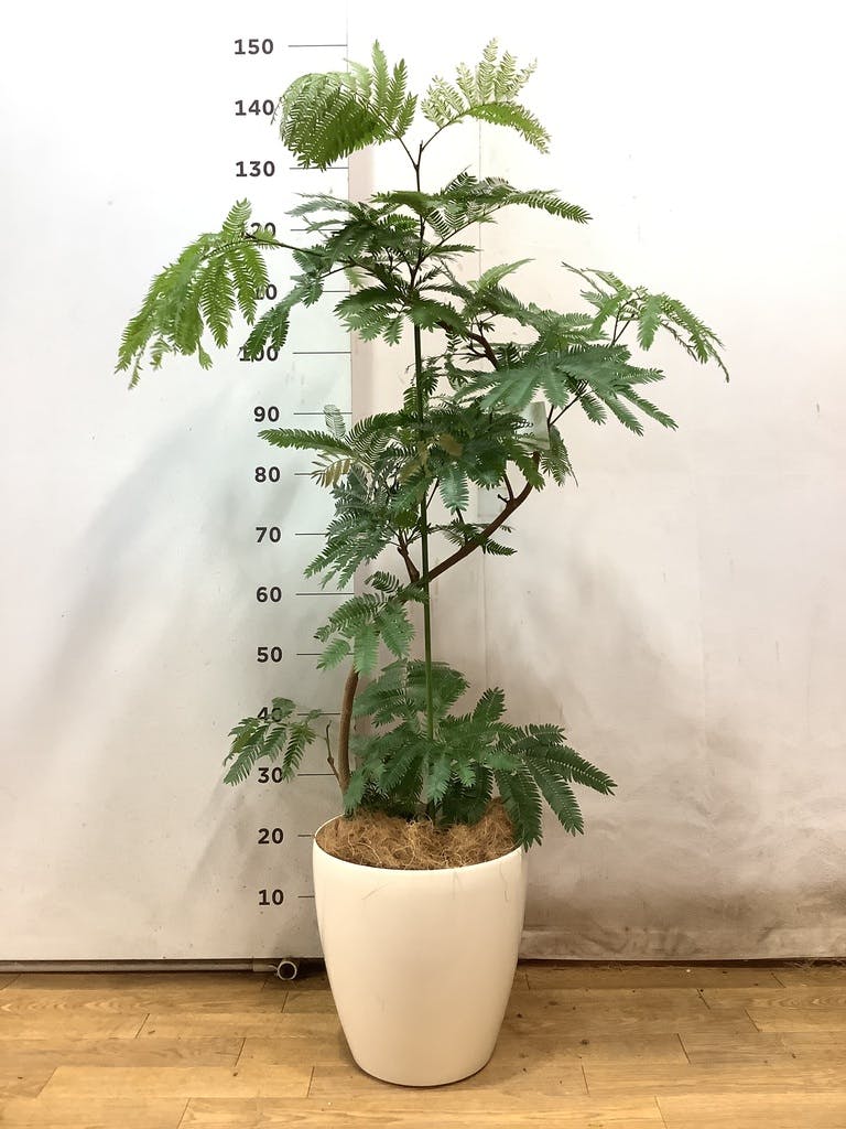 エバーフレッシュ 145cm 8号 観葉植物 エバーフレッシュ 8号 曲り エコストーンwhite 付き