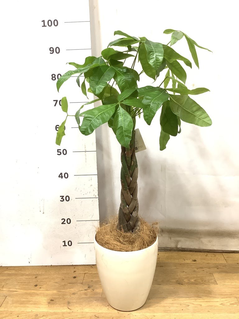 観葉植物 パキラ 6号 ねじり 竹バスケット 付き | 観葉植物なら