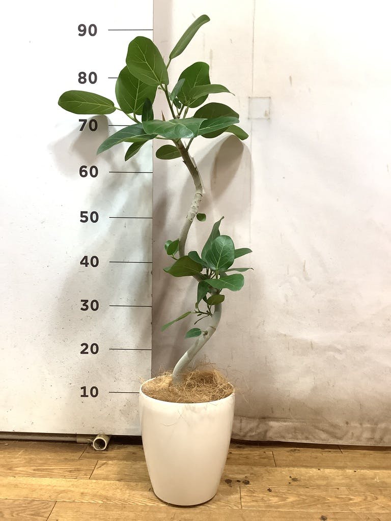 フィカス ベンガレンシス 5号 | 観葉植物通販 HitoHana（ひとはな）