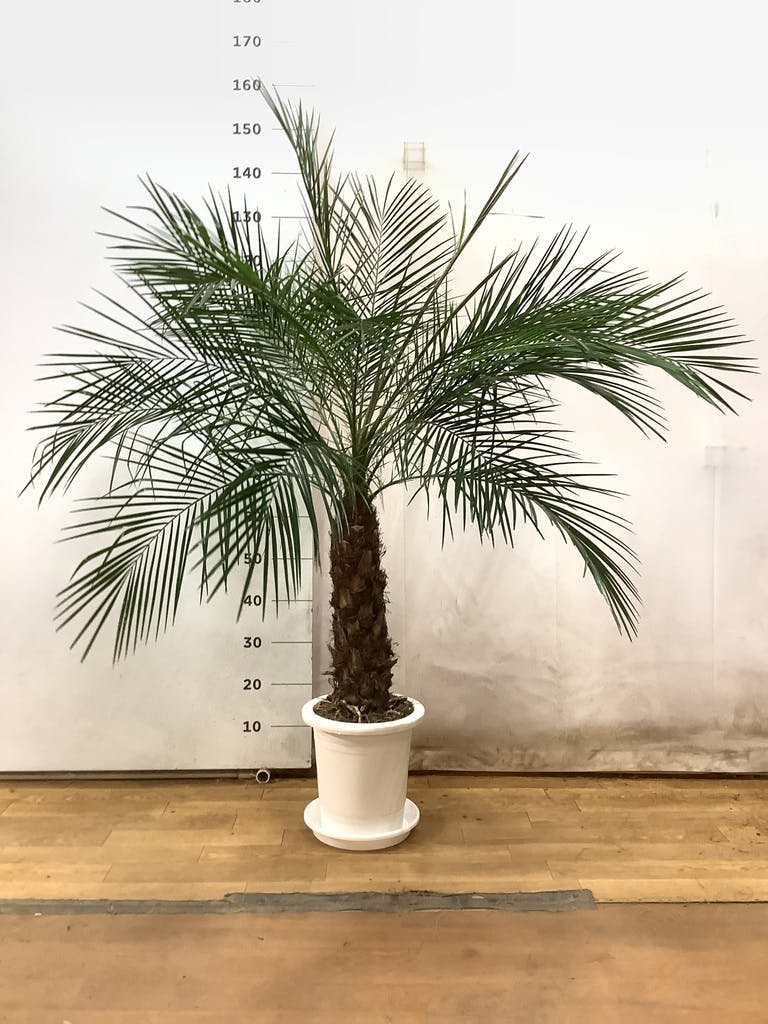 【現品】フェニックス・ロベリニー　8号サイズ　R4番 現品】フェニックス・ロベリニー 8号サイズ R4番 - メルカリ