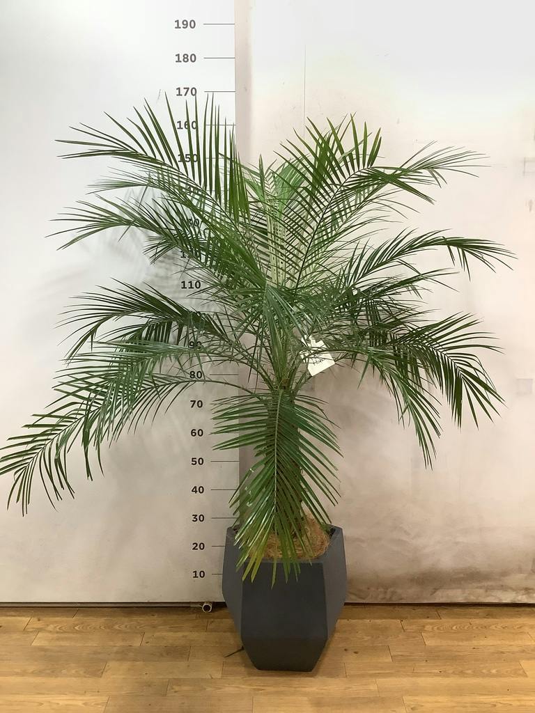 観葉植物 フェニックスロベレニー 8号 ファイバークレイ Gray 付き