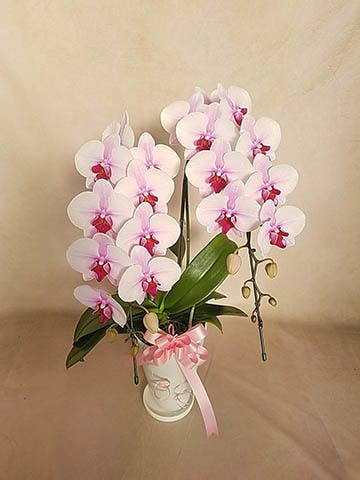 moomooo　2点　チャンピオン マヤ・リップ サクラヒメ 開花予定株 2025 SPRING 雫きらめく桜ティント 'Sakura Blue' | OPERA