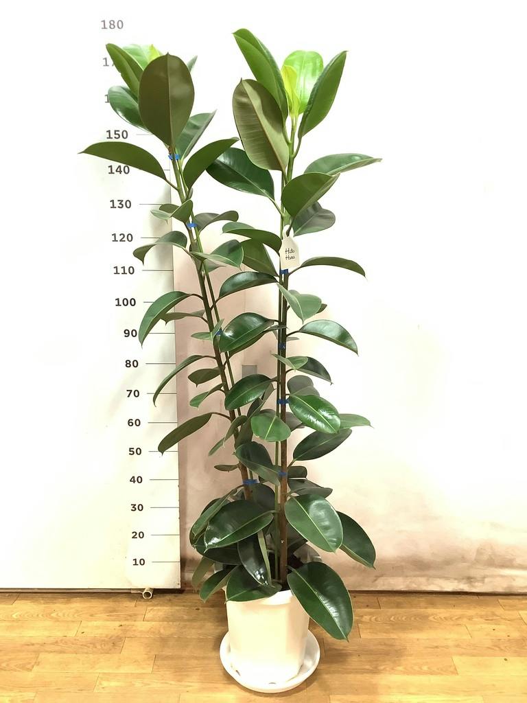 観葉植物 フィカス ロブスター 10号 ストレート プラスチック鉢 | 観葉