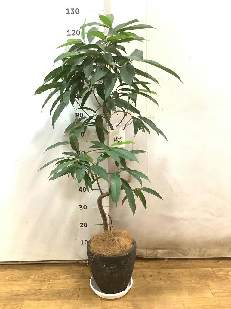 観葉植物 フィカス アムステルダムキング 6号 曲り インティ ホワイト