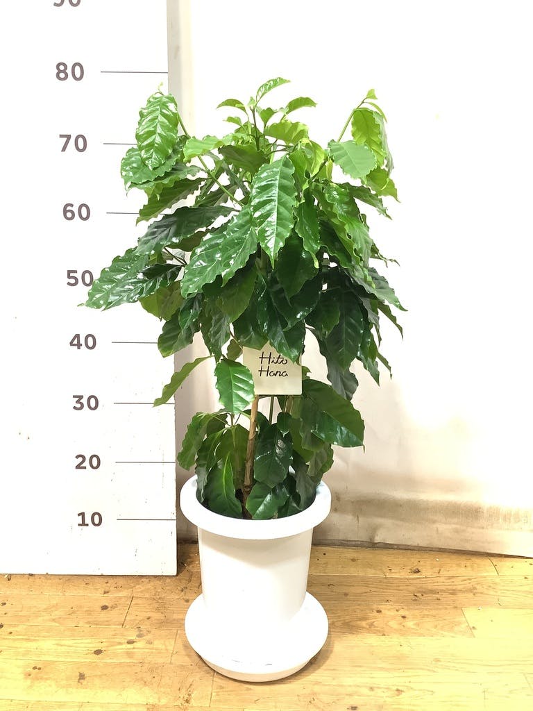 その他観葉植物 honokoo 観葉植物 シマトネリコ 8号 ラッシュバスケット Natural 付き