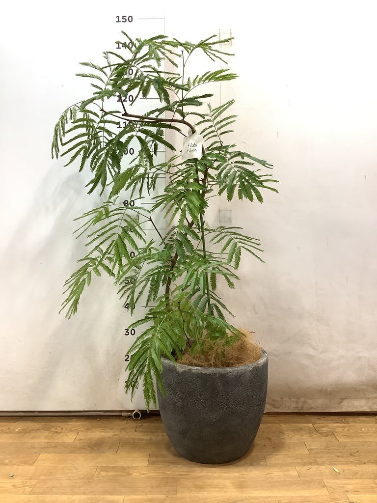 エバーフレッシュ 8号 | 観葉植物 | インテリアやギフトに