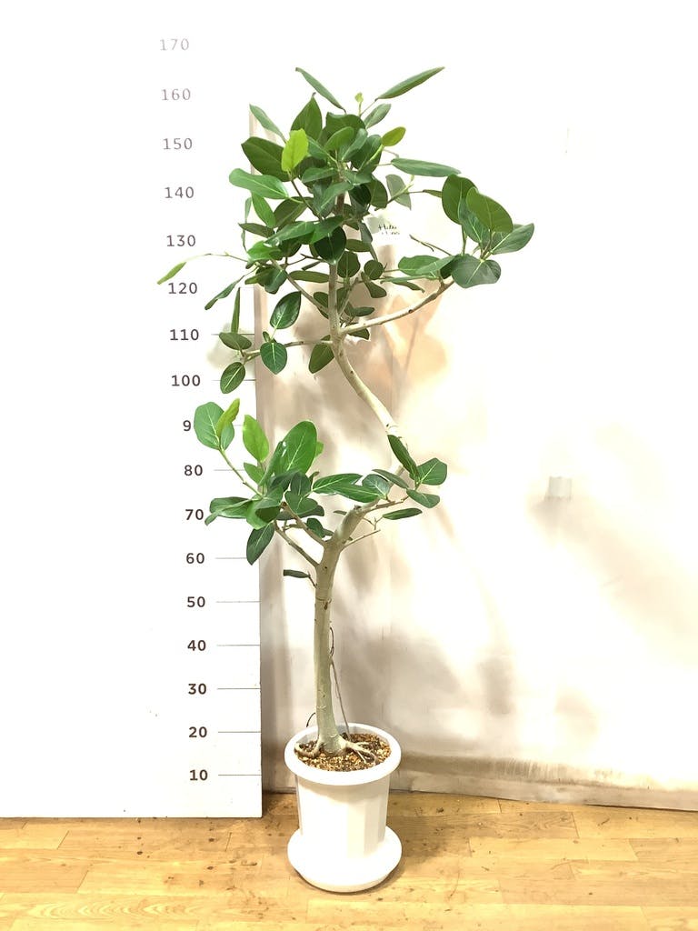 観葉植物 フィカス ベンガレンシス 8号 曲り プラスチック鉢 | 観葉