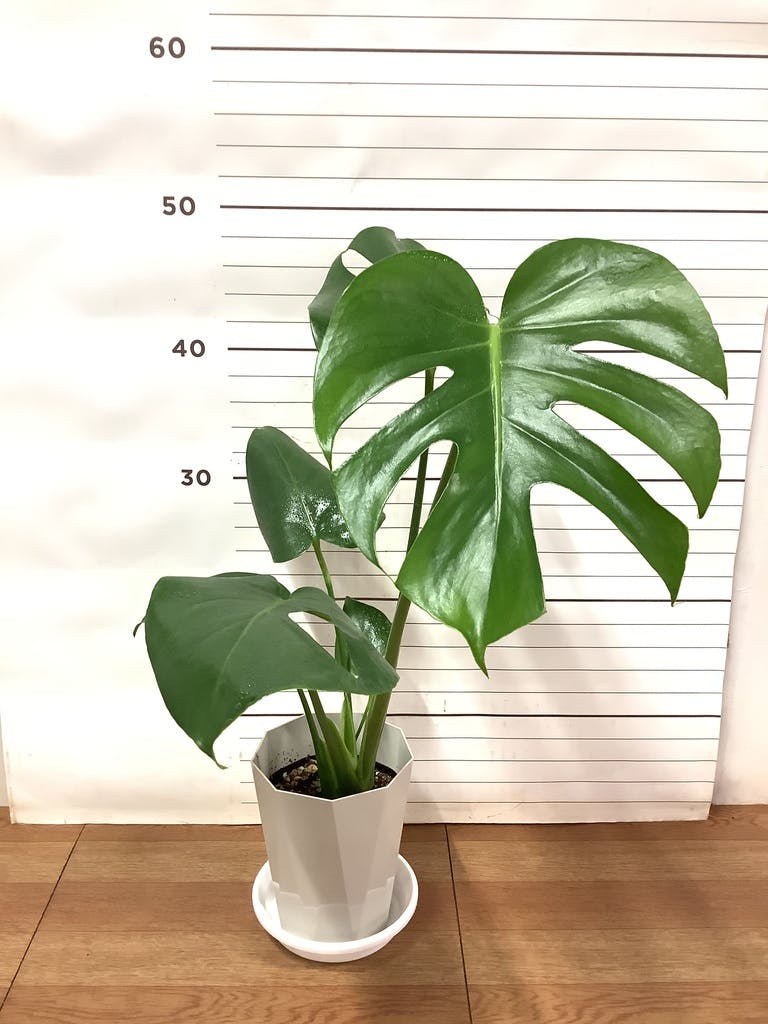 観葉植物 モンステラ 4号 ボサ造り プラスチック鉢 | 観葉植物