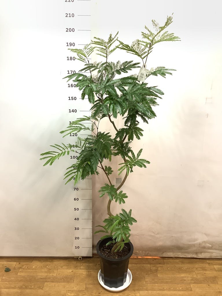 観葉植物 エバーフレッシュ 10号 曲り プラスチック鉢 | 観葉植物なら