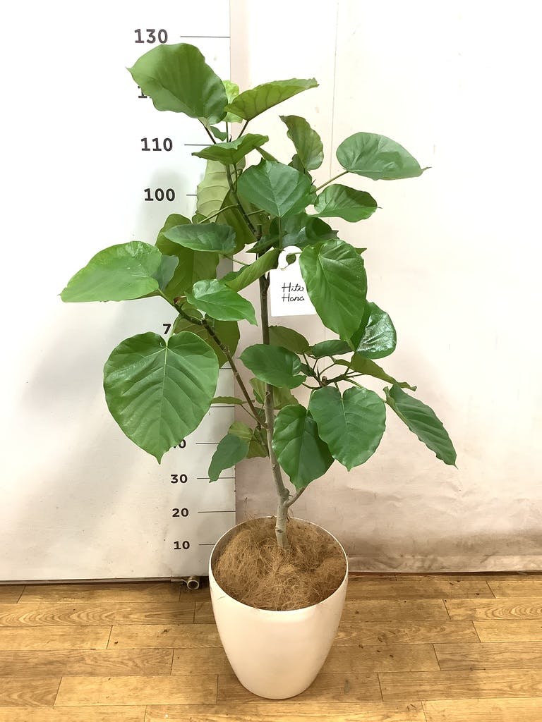 ☆ポットごと♡ファグライヤー♡フィカス♡斑入り♡希少品種♡観葉植物 激レア⭐︎美斑 フィカス パーセリーFicus Parcellii ポットごと