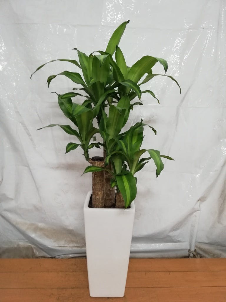 ドラセナ幸福の木 大型 | 観葉植物通販HitoHana(ひとはな)