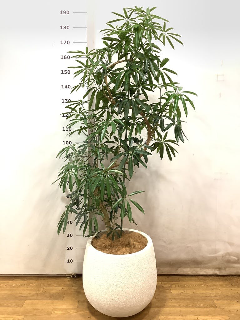 シェフレラ アンガスティフォリア 1点もの（現品・現物） | 観葉植物