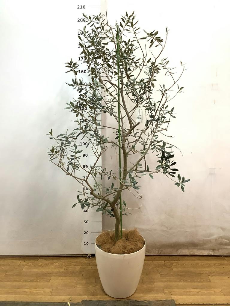 オリーブの木 レッチーノ | 観葉植物通販HitoHana(ひとはな)