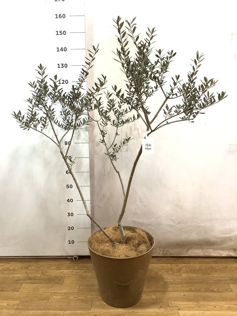 観葉植物 オリーブの木【160cm】12号 創樹 ミッション プラスチック鉢