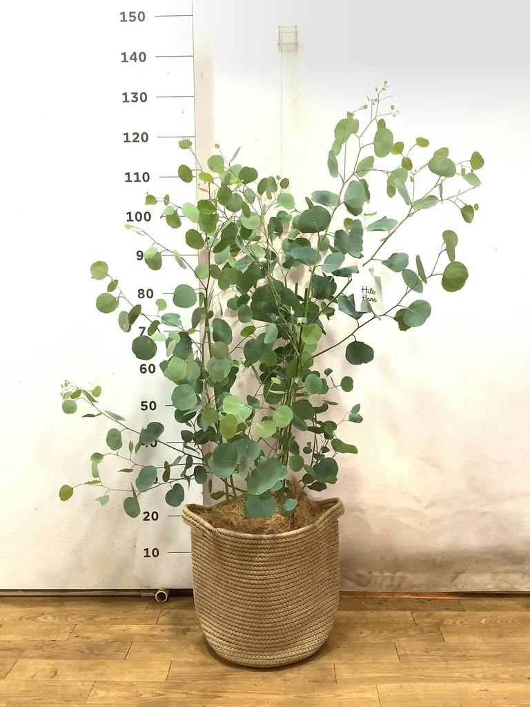 ユーカリ 10号 | 通販専門店 HitoHana（ひとはな）