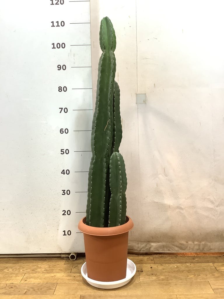 観葉植物 柱サボテン 8号 プラスチック鉢 | 観葉植物ならHitoHana(ひと