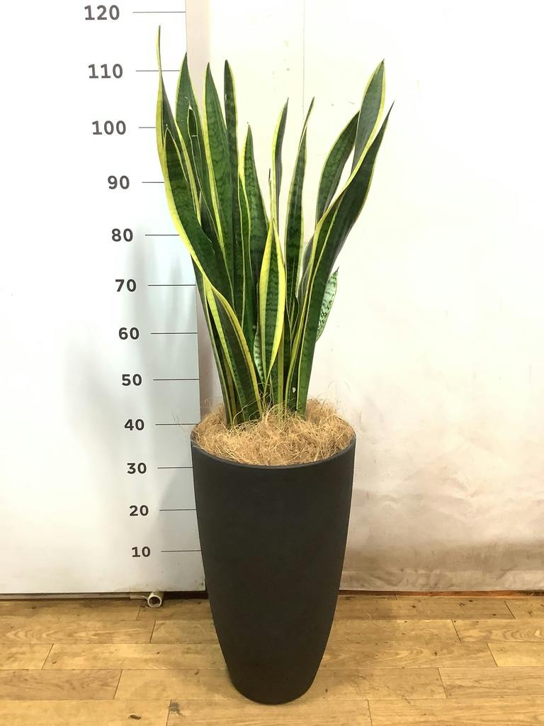 観葉植物 サンスベリア 8号 トラノオ プラスチック鉢 | 観葉植物なら
