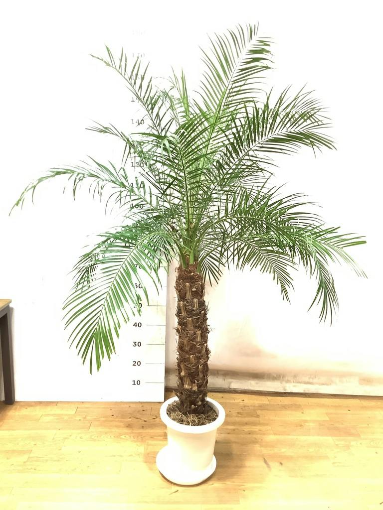 観葉植物 フェニックスロベレニー 8号 プラスチック鉢 | 観葉植物なら