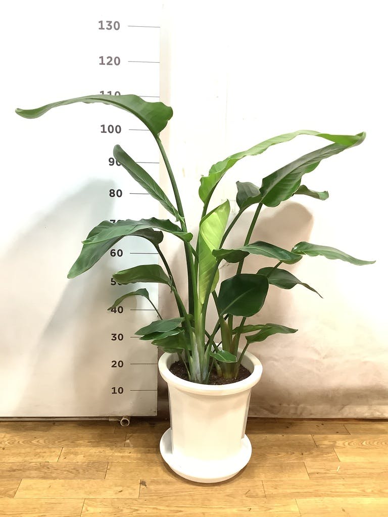 オーガスタ バルゴ（鉢つき）