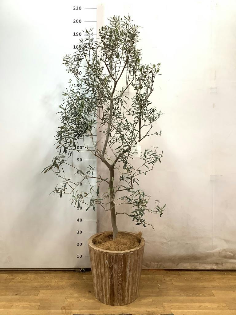 観葉植物 オリーブの木 10号 バロウニ プラスチック鉢 / 小倉園 | 観葉