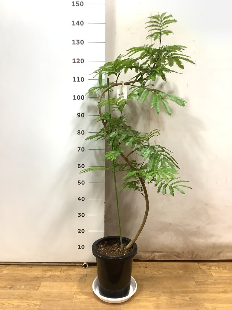 観葉植物 エバーフレッシュ 8号 曲り プラスチック鉢 | 観葉植物なら