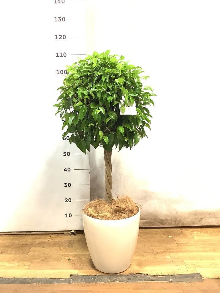 観葉植物 フィカス ベンジャミン 8号 玉造りラスターポット 付き