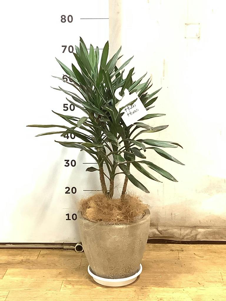 コルディリネ (コルジリネ) サンゴ | 観葉植物通販HitoHana(ひとはな)
